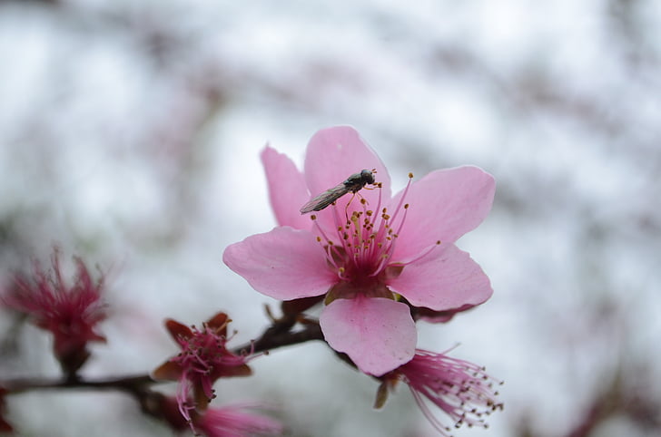 peach blossom, insect, spring, red