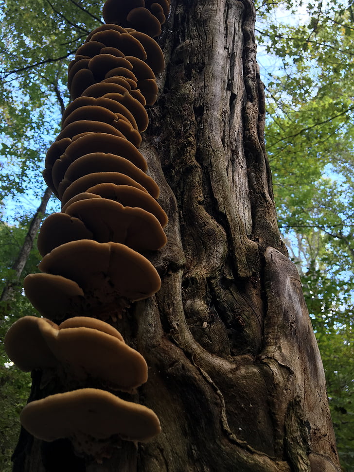 tree, fungi, mushroom, brown, fungus, nature, wood