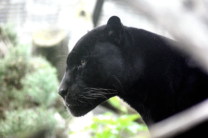 Panther, Veľká mačka, Mačací, Stalker, lovec, mäsožravec, Poľovníctvo