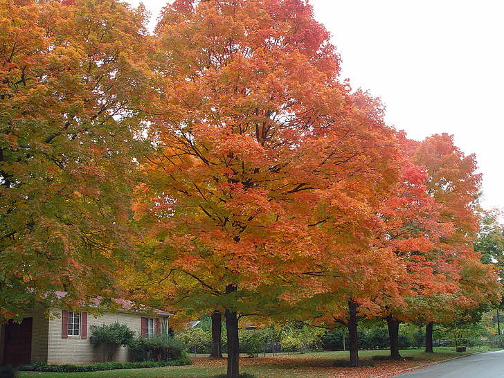 Ozark, fallen, bunte Bäume, Oktober-Blätter, Ozark-Szene, Arkansas, Herbstlaub