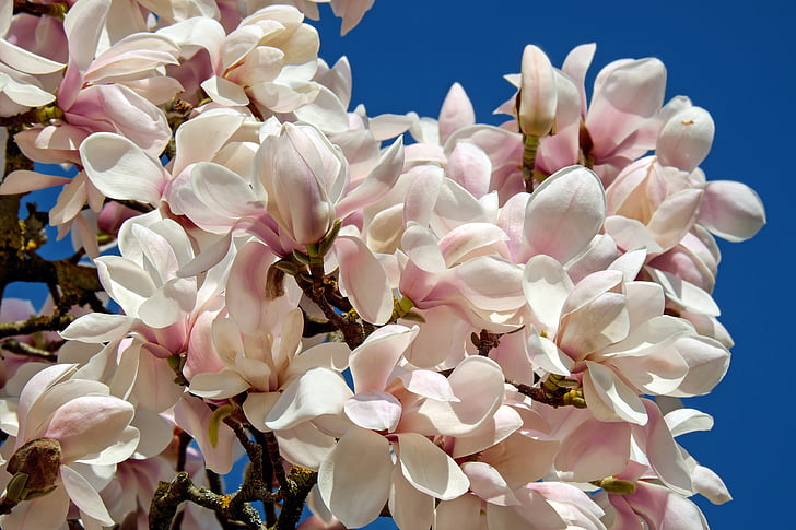 tulip magnolia, tree, bush, magnolia, magnoliengewaechs, magnoliaceae, flowers