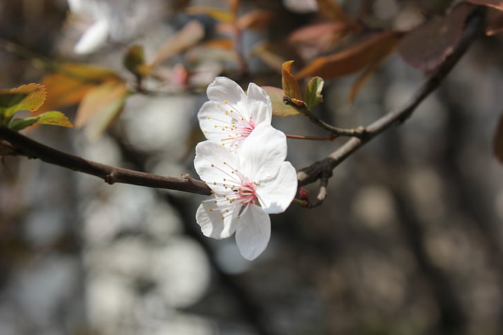 peach blossom, cherry blossom, spring, branch, white, pink
