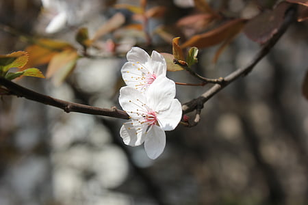Цветение персика, вишни в цвету., Весна, филиал, Белый, розовый