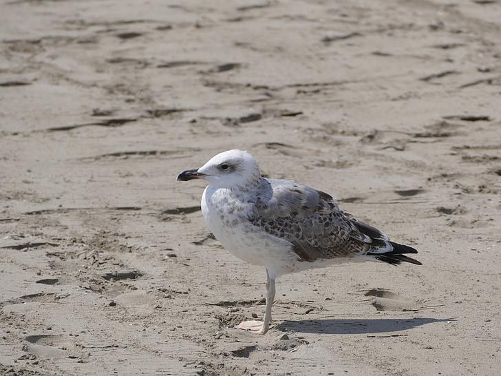 Seagull, pájaro, Playa, animal, Costa, seevogel, mar