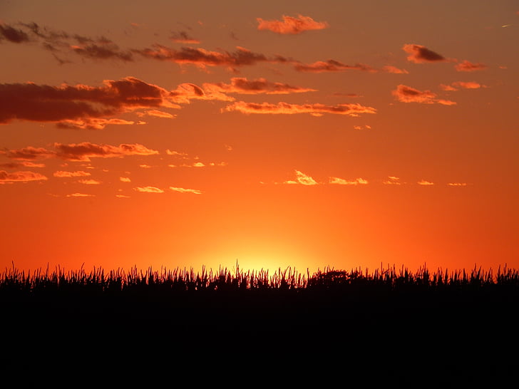 zachód słońca, horyzont, Midwest, kukurydza, amerykański, Latem, niebo