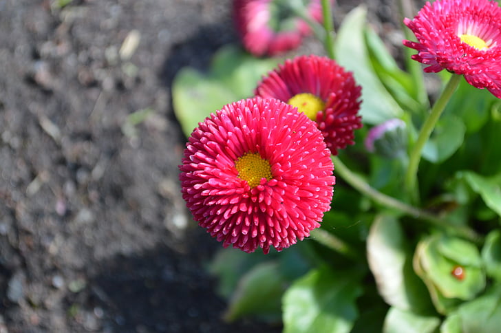 Daisy, Bellis perennis, bloem, zomer, lente, tuinplant, rode bloem