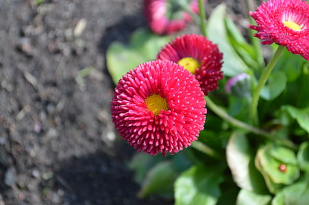 Daisy, Bellis perennis, kukka, kesällä, kevään, puutarhakasvi, punainen kukka