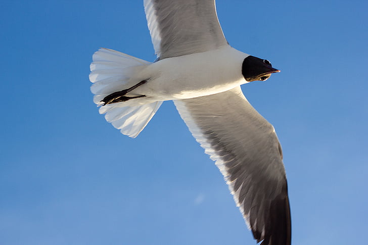 flying, seagull, gull, sky, closeup, bird