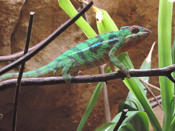 Chameleon, farge, dyr, dyrehage, Reptile, eksotiske, terrarium