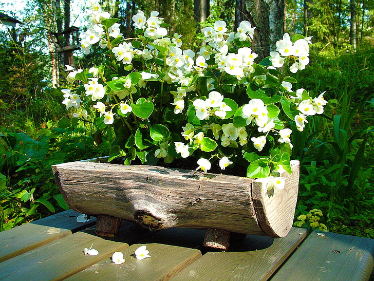 λουλούδι, λευκό, φυτό, Κήπος, κατσαρόλα, ξύλινα