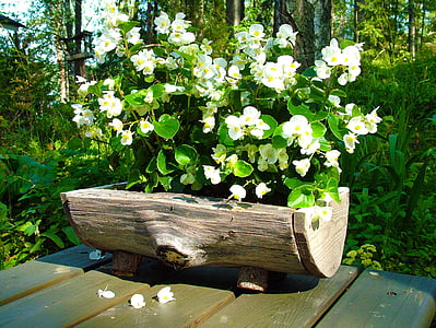 fleur, blanc, plante, jardin, pot, en bois