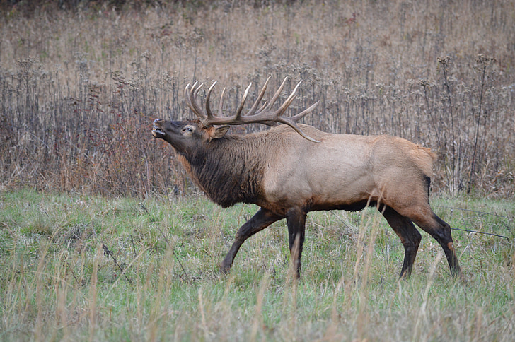 Elk, NC, Majestic, Buck, cataloochee, keskkond, Fotograafia
