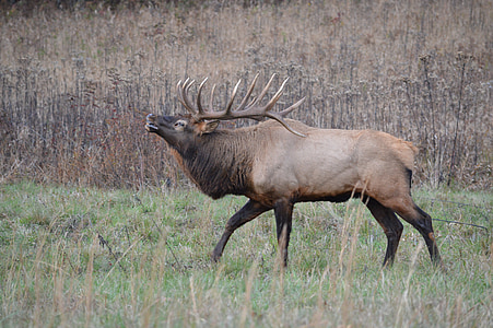 Elk, NC, Majestic, Buck, Cataloochee, środowisko, fotografii