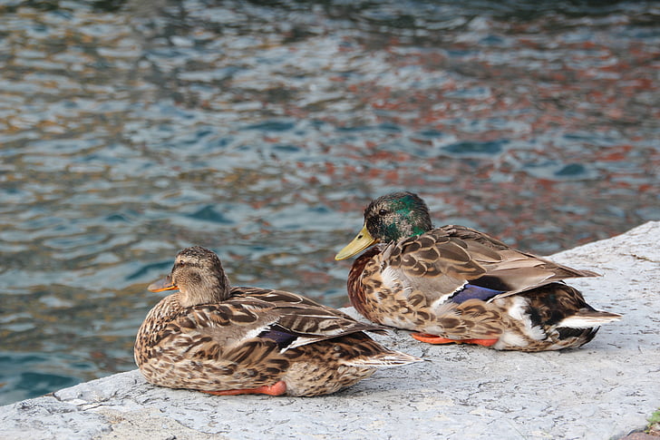 ducks, two, water, couple, drake, water bird, togetherness