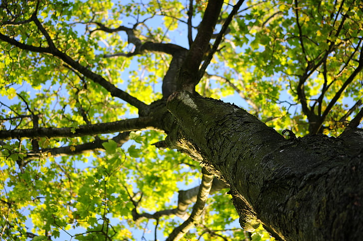 arbre, Couronne, érable, Leafs, été, tronc, vert