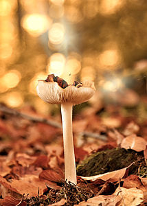 houby, Les, podzim, listy, Houbaření, Příroda, toxický