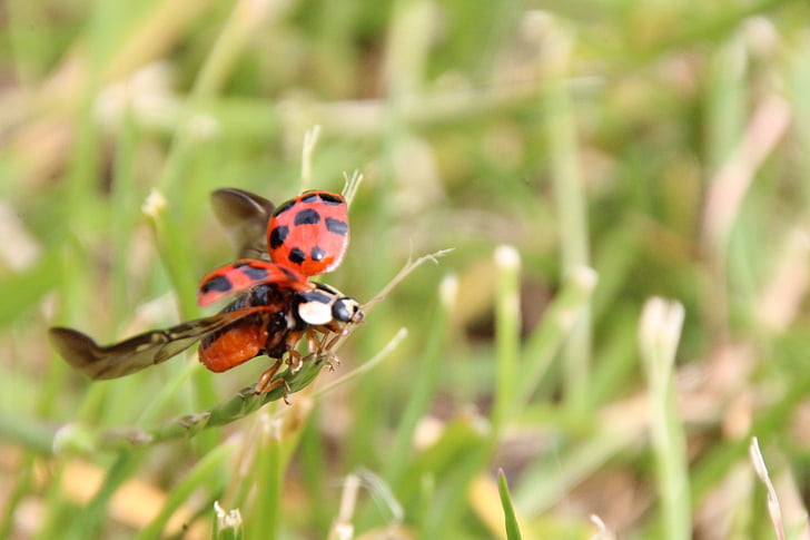 ladybug, departure, grass, red, beetle