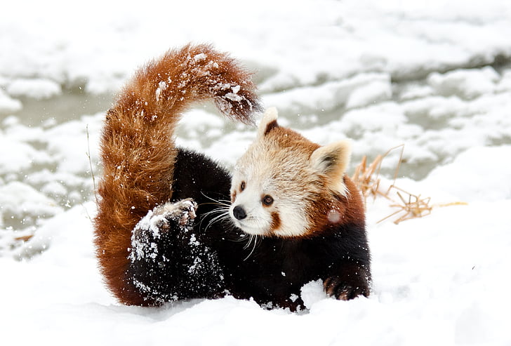 หมีแพนด้าที่จีน, แพนด้าแดง, หิมะ, เล่น, สวนสัตว์, ฤดูหนาว, เย็น