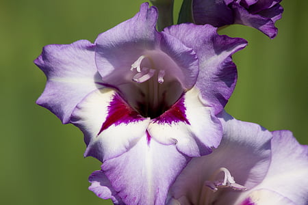 gladiolo, flor de espada, Iridaceae, violeta, rojo, Blanco, verde