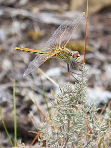 Dragonfly, tiivad, kollane, Ilu, libelulido, libellulidae, putukate