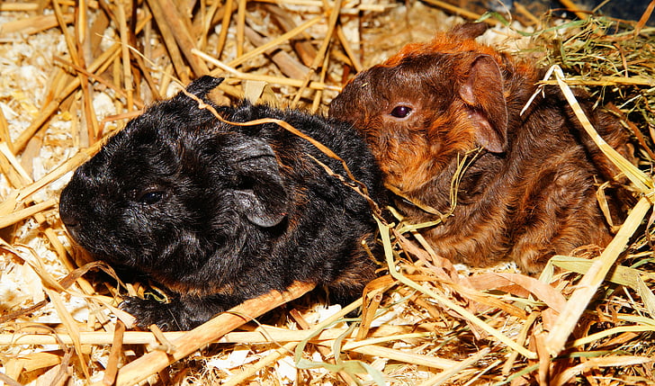 guinea pig, young animals, half a day old, nager, rodent, cute, pet