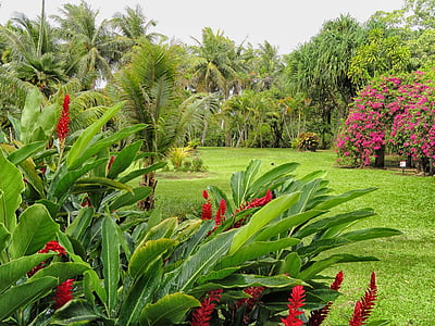 guan, landscape, scenic, plants, flowers, palms, palm trees