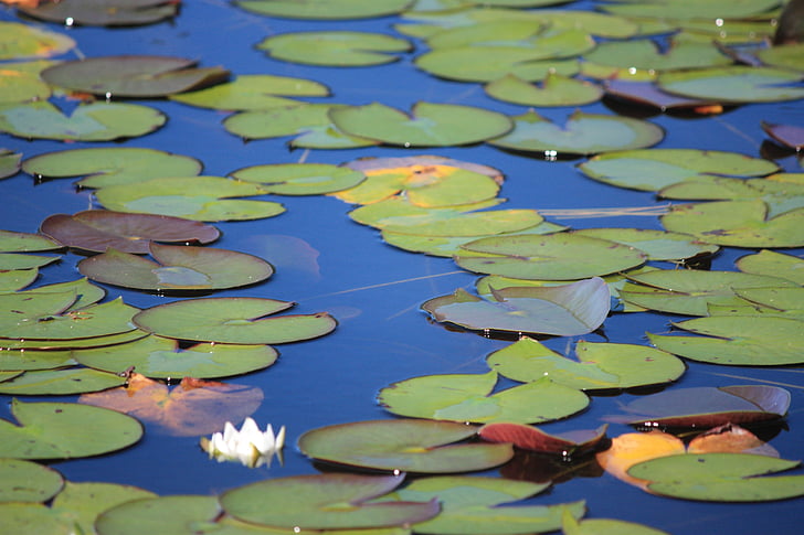 pond, lily pads, plants, aquatic, leaves, botanic gardens, water Lily