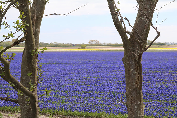 drue hyacinth, blå, felt af blomster, Muscari, forår, drue hyacinth, forårsblomst