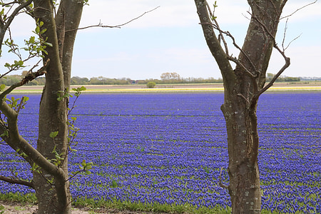 hyacinth grozdnega, modra, področju cvetje, Muscari, pomlad, hyacinth grozdnega, spomladi cvet