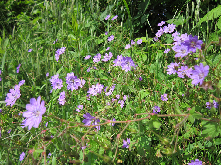 Geranium pyrenaicum, Wildblumen, Flora, Botanik, Anlage, Blüte, Arten