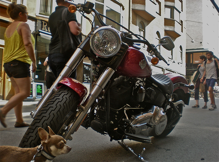 bicicleta, perro, tráfico peatonal, vida de la ciudad, Estocolmo, Södermalm