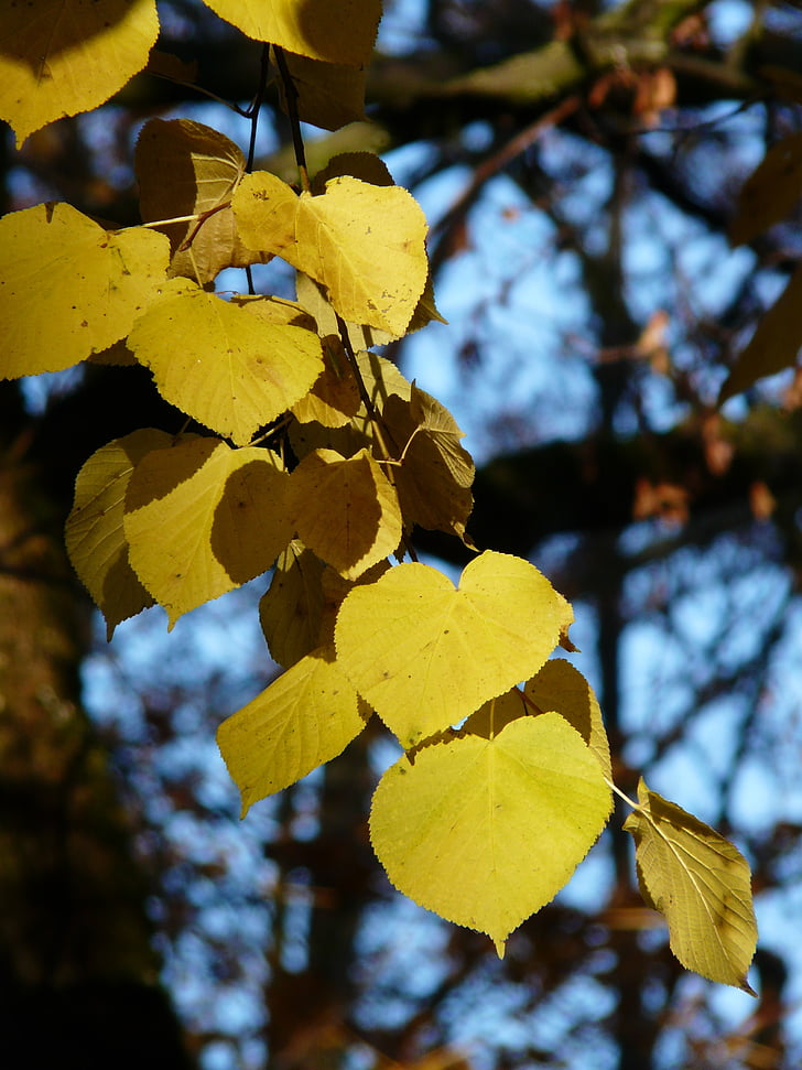 Lindenblätter, Linde, Tilia, Winter-linde, Stein-linde, Tilia cordata, Goldener Herbst
