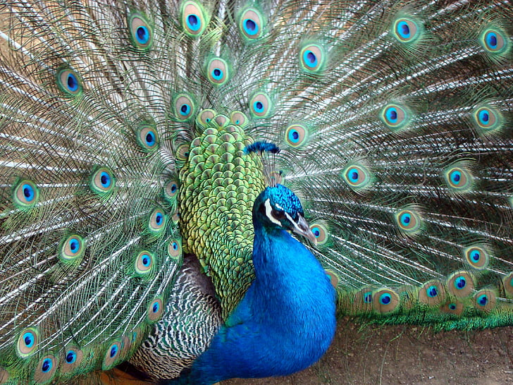 pájaro, pavo real, Parque zoológico
