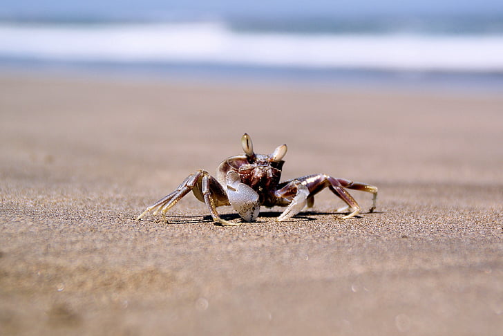 crabe, mer, océan, littoral, plage, animal, nature