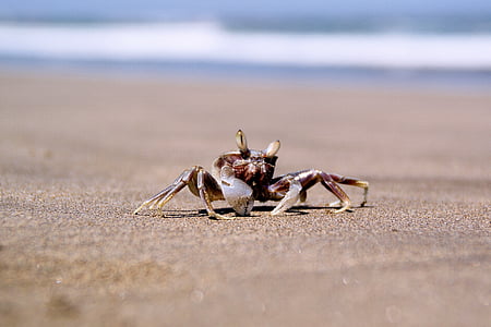 crab, sea, ocean, coastline, beach, animal, nature