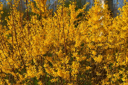 flowers, yellow, yellow flowers, forsythia, close, spring, plant