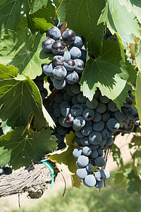 vīnkopību, vīnogu, vīnogulāju, vīna dārzu, daba, rudens, lauksaimniecība