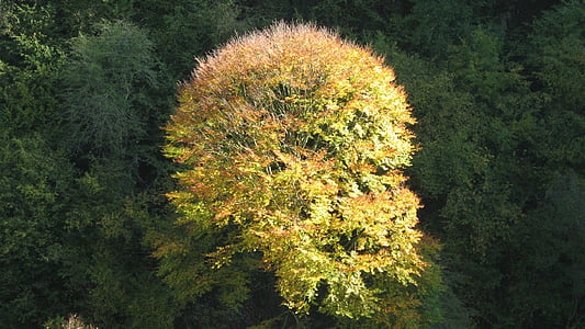 drevo, jeseni, listov, dreves, narave, krajine, zlati jeseni