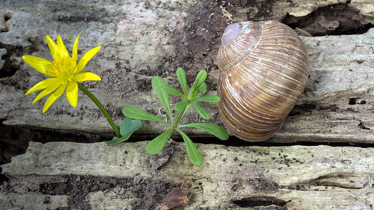 snail, wood, weathered, brown snail, celandine, nature