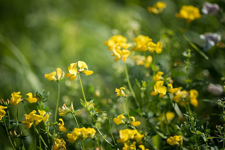 Lotus corniculatus, bukkehornkløver, spisse blomst, gul blomst, gul, natur, blomster