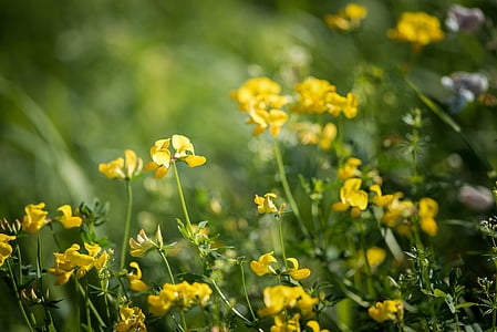 Lotus corniculatus, fenegriek, puntige bloem, gele bloem, geel, natuur, bloemen