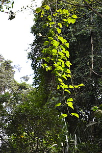 winorośl, Dzika winorośl, dzikiej winorośli, Natura, ogród, Peradeniya, Sri lanka