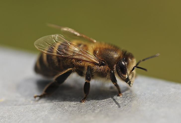 čebela, blizu, insektov, ena žival, živali prosto živeče živali, živali v naravi, ni ljudi