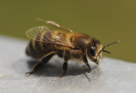 Пчела, закрыть, насекомое, одно животное, животных дикой природы, Животные в дикой природе, без людей