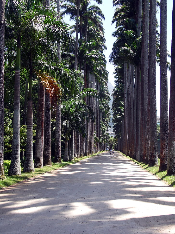 ścieżka, drzewa, Natura, ogród botaniczny, Rio de janeiro, lasu