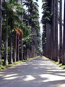 yol, ağaçlar, doğa, Botanik Bahçesi, Bir Rio de janeiro, Orman