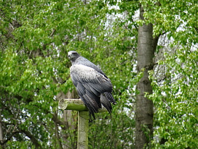 Chillian águila azul, Centro de aves rapaces de York, viajero rápido
