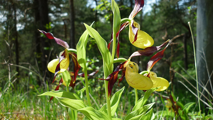 Фрауеншуе, Немски орхидея, великолепни, златисто жълти цветя устни, атрактивен, защитени, в светлината на гори