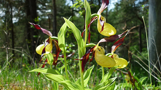 Frauenschuh, Saksan orkidea, upea, kultainen-keltainen kukat huulet, houkutteleva, suojattu, metsien valo