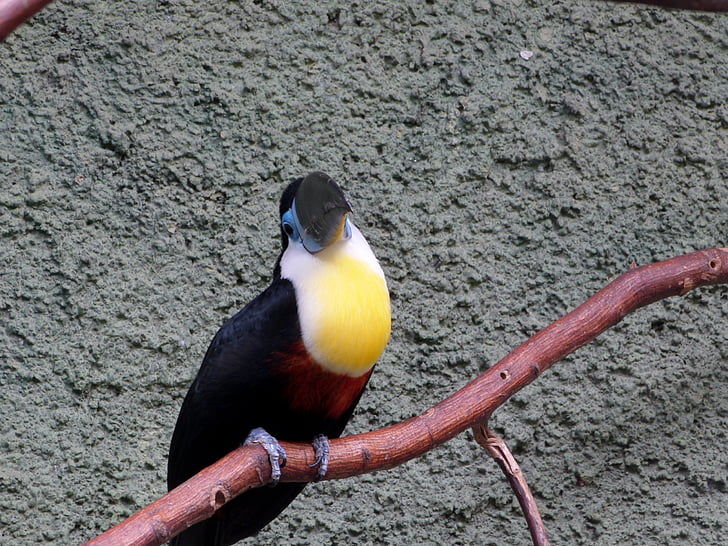 madár, tukán, fekete, sárga, kék, fióktelep, állatkert